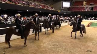 POTRANCAS EN PROCESO DE ADIESTRAMIENTO DE 31 A 35meses PASO FINO