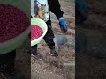 Alat Pertanian Kreatif Penanam Jagung #shorts #shortvideo #agriculture