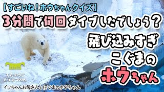 【天王寺動物園】＼すごいねホウちゃんクイズ🐻‍❄️✨／飛び込みすぎホウちゃん３分間で何回ダイブしたでしょう？[Tennoji Zoo] Polar bear, Icchan and Houchan.