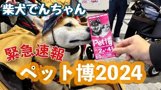 柴犬でんちゃん　2024ペット博大阪へ行って来ましたぁ🤗