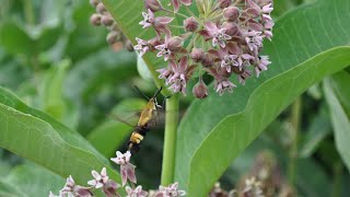 From soil symbionts to disturbances: Eco-evolutionary insights into Asclepias