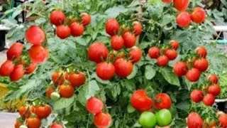 टमाटर पर करें 3G cutting ओर पाएं 100% अधिक फल । Tomato plant 3G cutting | Care and Tips for tomato