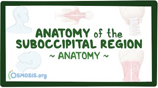 Anatomy of the suboccipital region