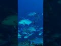 Blue Fin Trevally School surrounds me while freediving in Maldives #shorts