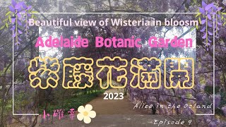 🌳南澳洲|Adelaide Vlog_7~📍Ep.9 號外版: 紫藤花滿開💐花期有限‼️Adelaide Botanic Garden⚘️ The Wisteria Blossoms🌼相約紫藤花下🐝