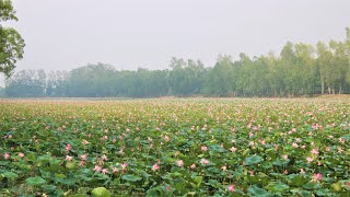 আলতাদিঘী জাতীয় উদ্যান | alta dighi national park | naogaon | Jhilmil bangladesh