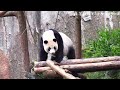 圓仔趴睡模樣超可愛，圓仔很優雅 熊貓貓熊the giant panda yuan yuan and yuan bao 台北市立動物園