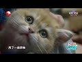 小奶喵jio jio肿么了？ 《小主安康·宠物医院Ⅱ》animal hospital s2 ep4 【东方卫视官方频道】