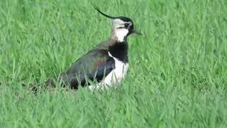 Northern Lapwing