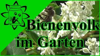 Bienenvolk im Garten | Bienen Wildbienen Honigbienen