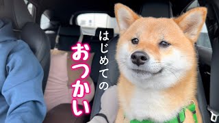 初めてのおつかいを任され助手席でルンルンな柴犬が可愛い￼