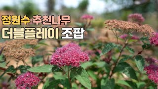 신품종 조팝나무 소개_ 우리집 정원수 추천나무_ 꽃이 예쁜 나무입니다^^