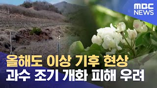 올해도 이상 고온..과수 조기 개화 피해 우려 (2024.03.13/뉴스데스크/포항MBC)