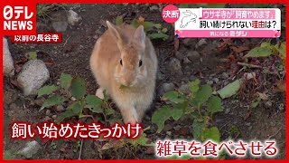 １５年続く“ウサギ寺”「飼育やめます」飼い続けられないワケは？　新潟・佐渡（2021年4月21日放送「news every.」より）