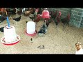 guinea fall farming turkey farming कड़कनाथ सोनाली मुर्गी पालन