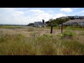 Swooping Spring Swallows - Ballona Wetlands