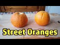 Street Oranges - Can You Eat The Fruit From Orange Trees In The Street In Spain?