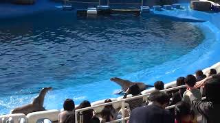 仙台うみの杜水族館　STADIUM LIVE7