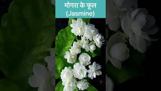 Mogra flowers (Jasmine) identification and uses. #shorts #sunitamusale #flowers