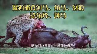 鬣狗捕食河马、角马、豺狼、捻角羚、斑马