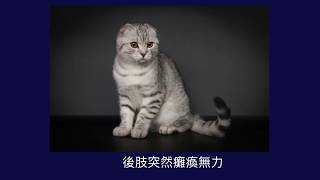 ▐ 中獸醫治療喵咪椎間盤嚴重壓迫▐  展望動物醫院｜ 24小時急診後送｜