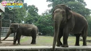 Ragunan Taman Marga Satwa Indonesia