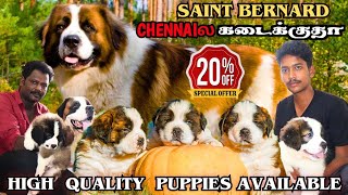 🤯 SAINT BERNARD LOW PRICE IN CHENNAI ⁉️|@Gowtham_Pets_Vlogs#saintbarnard #dog#saintbernarddog