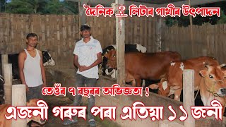 এজনী গৰুৰ পৰা বৰ্তমান ১১ জনী গৰু | Dairy Farm in Assam | Cow Farm Manegement | বিজ্ঞান সন্মত গোফাৰ্ম