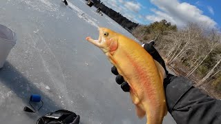 When the Stocking Truck Pulls Up While You're Ice Fishing