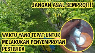 perlu dipahami! waktu yang tepat untuk melakukan penyemprotan pestisida pada tanaman cabe || ORI 212