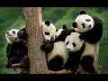 Adding/Removing Columns and Rows of a Pandas DataFrame: .insert(), .drop(), .pop(), and more