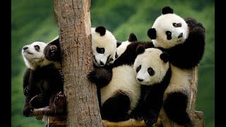 Adding/Removing Columns and Rows of a Pandas DataFrame: .insert(), .drop(), .pop(), and more