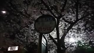 芦屋市茶屋之町、茶屋さくら通りの夜桜。