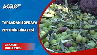 Zeytinin Hikayesi / Toprağın İzinden - Burcu Çetinkaya - Agro TV