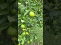 this lemon tree is insane