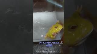 ツノガエル丸男君　ワイルド　人工フード食べてくれなくてミールワームあげあら食べてくれて安心