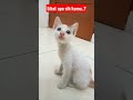 Kucing lapar, bayi kucing kampung #Shorts #kucingimut #catvideos #anakkucinglucu #cats