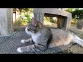 公園のベンチの下で寝ていた野良猫をナデナデしてきた