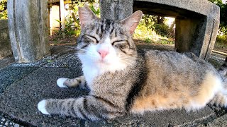 公園のベンチの下で寝ていた野良猫をナデナデしてきた