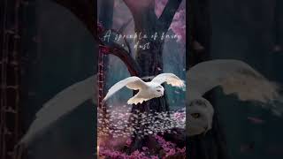 Magic Pregnancy Announcement Canva Video Template #pregnancyannouncement #videotemplates