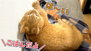 爆睡中の猫に「ごはん！」と言った反応が可愛すぎました！