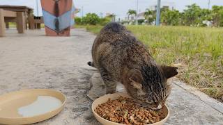 2024.12.16 猫巡り ビーチ猫のビビちゃんに美味しいカリカリと大好きなちゅ～ると元気が出るミルクを