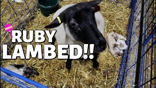 RUBY HAD TWINS!!  (DAY 9):  Vlog 271