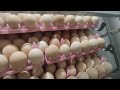 ei farming incubator nahar poultry hatchery