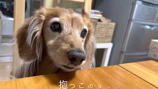 15歳Mダックスの寝起き/ぼくも一緒がいいのだ　miniature Dachshund