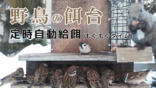 2025/03/03 野鳥の餌台 定時自動給餌 シジュウカラ・スズメ・エゾリス Automatic Bird Feeder