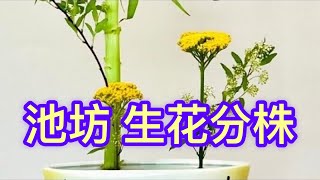 池坊花道 生花分株 Ikenobo SHOKA - Ikebana: Art of Japanese Floral Arraignment| MILLY老師 同學們插花展示