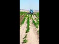 pivot irrigation for ridging potato plants