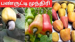 பண்ருட்டி முந்திரி பழம்😍||  Panruti Cashew Fruit💥||cashew Fruit||cashew nuts