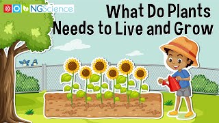 What Do Plants Needs to Live and Grow